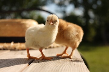 Cute chicks on wooden surface on sunny day, closeup. Baby animals