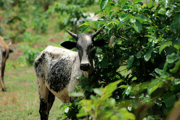 Vache  en plein air provenant d'un troupeau appartenant aux peuls de la région de Sokodé