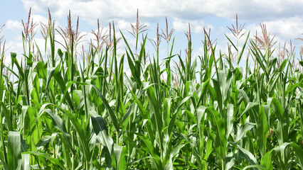 Obraz premium ears of corn and green leaves on a field background close-up. Corn farm. A selective focus picture of corn cob in organic corn field. concept of good harvest, agricultural