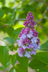 Lila Flieder erblüht im Frühling (Lat.: Syringa vulgaris) - Knospen und Blüten / Purple lilac flowers spring blossom buds - Hochformat