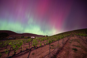 Aurora Borealis over a vienyard