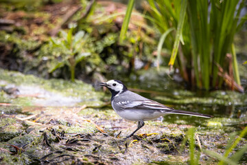 A white wagtail stands on the swamp perpendicular to the camera lens. 