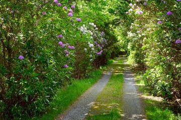 Obraz premium Road Through Trees, Ireland