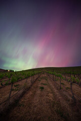 Aurora Borealis over a vienyard