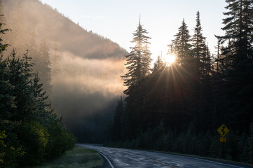 Light over a forest road