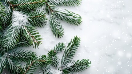  A pine branch heavily coated with snow against a pristine white backdrop, adorned with falling snowflakes and clinging flakes