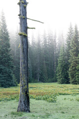 Dead tree and the forest