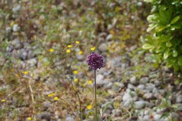 Wild leek, or Allium ampeloprasum flower and a honey bee, at springtime