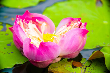 Lotus pond. Water lily close up. Sacred lotus flower in Buddhism. Calmness and tranquility. Spa treatments, yoga, meditation. Tropical nature.