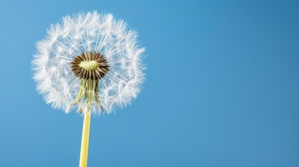  A dandelion floats in the wind on a clear day, against a backdrop of a blue sky