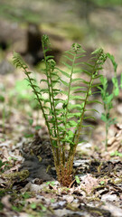 Colorful ferns leaves green foliage natural floral fern background in sunlight. green fern leaves in the forest for background. Natural green fern leaves texture in the forest close up