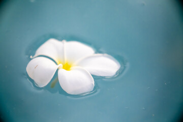 A Plumeria flower floats on the water in a pond. White tropical frangipani flower. Tropical landscape of beautiful plants and flowers. The concept of calm and tranquility.