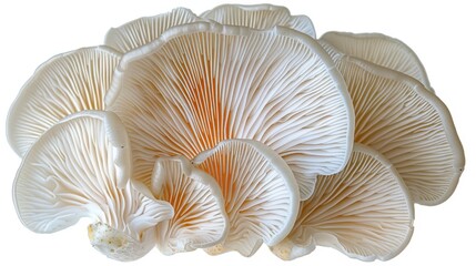  A tight shot of a cluster of mushrooms against a pure white backdrop, complete with clipping paths atop and beneath each mushroom cap