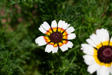 Fototapeta premium Painted Daisy Blooming Flower in a Summer Garden