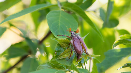 Melolontha. Cockchafer Melolontha Scarabaeidae, crawling on green leaves in natural environment. a large insect in the wild. garden pest. May beetle sits on leaves. isolated, natural background, macro