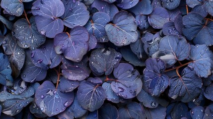  A close-up of purple leaves, dotted with water drops Above, green leaves with brown stems and more purple leaves bear water beads