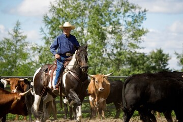 Fototapeta premium Longhorn Cattle