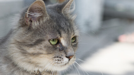 beautiful fluffy kitten. Tabby gray cat outdoors. beautiful kitten, grey cat. a homeless animal with sad eyes. portrait close-up. domestic animal. tears flow from eyes. taking care of a pet