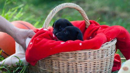 puppy. small black dog sits in a basket. red blanket and black dog. veterinary concepts, pet...
