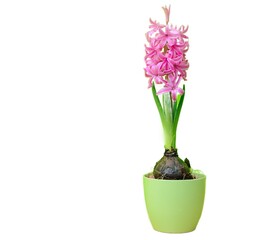A pink Hyacinth flower in a green pot isolated on white background. Copy space on the left.