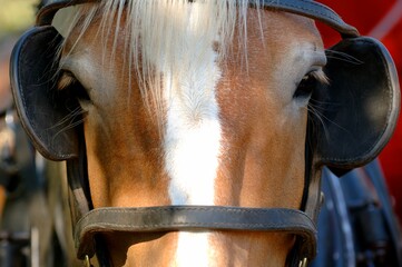Horse With Blinders