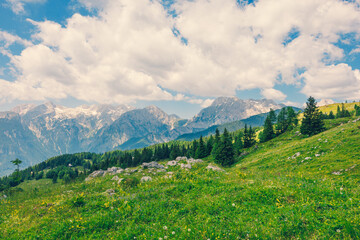 Naklejka premium Alpine Meadows, Mountain Valley with Trees, Green Grass and Blue Sky with Clouds. Velika Planina, Slovenia