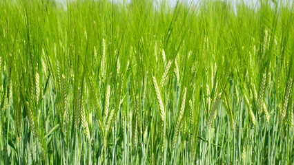 spikelets. cobs of corn close-up. Fresh green young unripe juicy spikelets of wheat on a blurred green field. Oats, rye, barley. harvest in spring or summer, closeup of a field