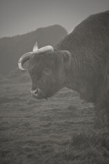 Allermuir hill highland cow, Scotland