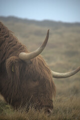 Allermuir hill highland cow closeup, Scotland