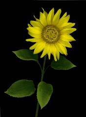 Fototapeta premium Sunflower