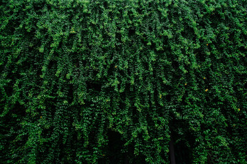 A lush green vine with leaves that are green and brown. The vine is growing on a wall
