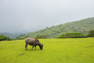 Buffalo green lawn at Taiwan Taipei