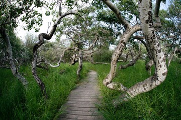 Crooked Trees In Saskatoon, Saskatchewan, Canada