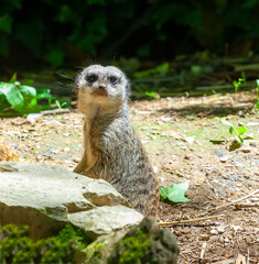 Meerkat displaying instinctive behavior to protect its pack, standing tall and vigilant in natural...