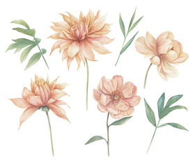 Watercolor floral set. Hand drawn  illustration with dahlia and gerbera. Vintage botanical plant