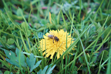 A honey bee collects pollen and nectar on a dandelion flower. Selective focus. Close-up. - Powered by Adobe