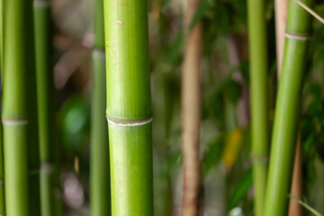Closeup of natural textured green bamboo stalks with serene blurred forest background captured in detail