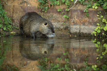 Coypu (Myocastor coypus) resting and preening on the edge of the water