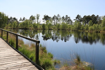 Landschaft am Rundweg mit Steg im Moor / Pietzmoor in der Lüneburger Heide in Schneverdingen