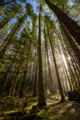 Light rays in a forest near Lower Lewis River Falls in Washington State