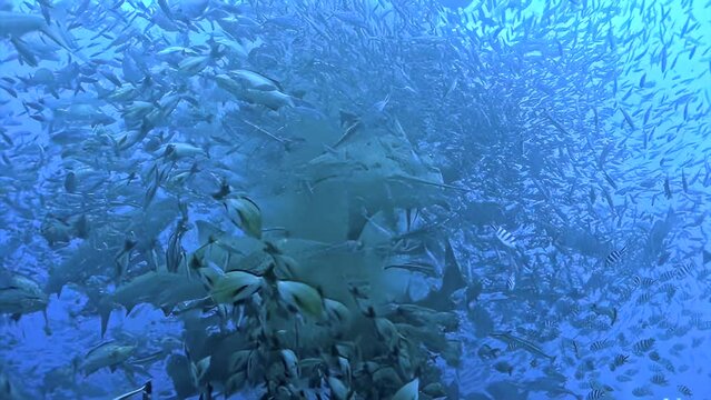 Massive underwater slow motion scene of a feeding frenzy with diverse fish species including sharks, swirling dynamically around bait at Cocos Island.