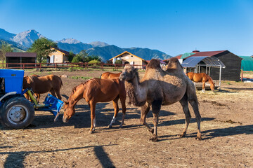 horses on the farm