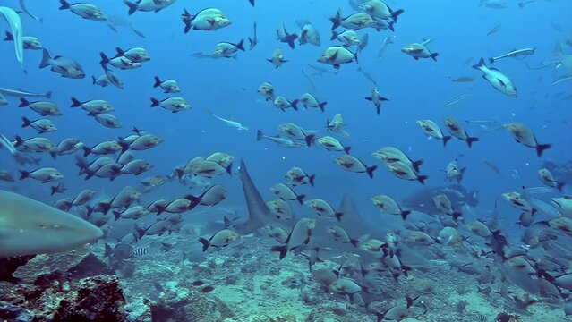 A slow motion underwater scene depicting a dynamic surge of various fish species in the deep blue waters, showcasing the vibrant life of Cocos Island's reefs.