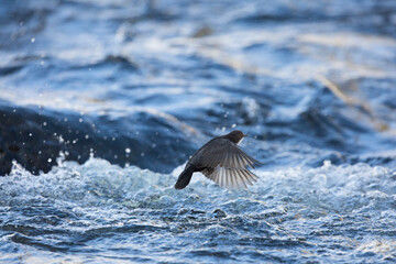Dipper (Cinculus cinculus) starts flight from the water surface