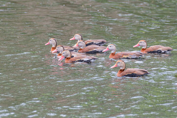 Black bellied whistling ducks swimming in river in spring in Louisiana