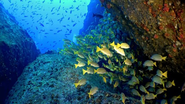 A dynamic underwater view showing a school of yellow snapper navigating the rocky ocean depths. A serene yet lively depiction of marine biodiversity. Cocos Island, Costa Rica.