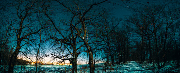 winter night forest with starry sky