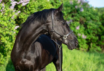 portrait of beautiful black stallion posing nearly blossom lilac at sunny spring evening. close up