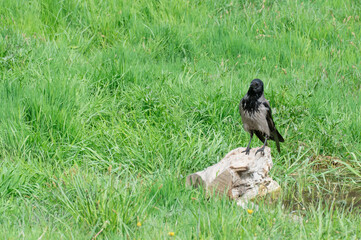 Hooded gray crow sits on stump near the water. Corvus cornix is eurasian bird species from the genus raven on lawn. Corvus corone cornix in wild. Also called the scald crow or hoodie. Passerine bird.