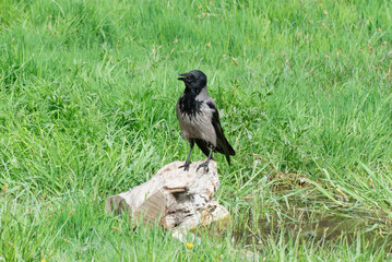 Hooded gray crow sits on stump near the water. Corvus cornix is eurasian bird species from the genus raven on lawn. Corvus corone cornix in wild. Also called the scald crow or hoodie. Passerine bird.